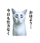 ツンデレ猫「マロ」〜眉毛で語る気まぐれ王（個別スタンプ：30）