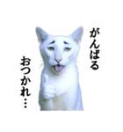 ツンデレ猫「マロ」〜眉毛で語る気まぐれ王（個別スタンプ：31）