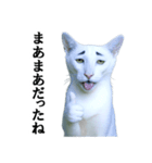 ツンデレ猫「マロ」〜眉毛で語る気まぐれ王（個別スタンプ：32）