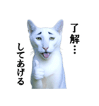 ツンデレ猫「マロ」〜眉毛で語る気まぐれ王（個別スタンプ：33）