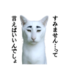 ツンデレ猫「マロ」〜眉毛で語る気まぐれ王（個別スタンプ：34）