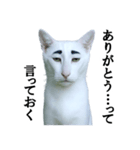 ツンデレ猫「マロ」〜眉毛で語る気まぐれ王（個別スタンプ：35）