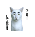 ツンデレ猫「マロ」〜眉毛で語る気まぐれ王（個別スタンプ：36）