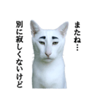 ツンデレ猫「マロ」〜眉毛で語る気まぐれ王（個別スタンプ：37）