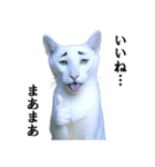 ツンデレ猫「マロ」〜眉毛で語る気まぐれ王（個別スタンプ：38）