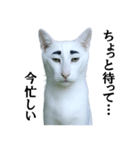 ツンデレ猫「マロ」〜眉毛で語る気まぐれ王（個別スタンプ：39）