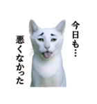 ツンデレ猫「マロ」〜眉毛で語る気まぐれ王（個別スタンプ：40）