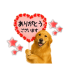 ゴールデンレトリバー★毎日使う気遣い♡（個別スタンプ：1）