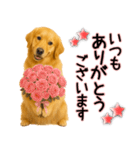 ゴールデンレトリバー★毎日使う気遣い♡（個別スタンプ：2）