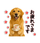 ゴールデンレトリバー★毎日使う気遣い♡（個別スタンプ：5）