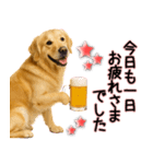 ゴールデンレトリバー★毎日使う気遣い♡（個別スタンプ：6）