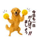 ゴールデンレトリバー★毎日使う気遣い♡（個別スタンプ：8）