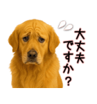 ゴールデンレトリバー★毎日使う気遣い♡（個別スタンプ：9）