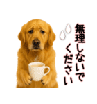 ゴールデンレトリバー★毎日使う気遣い♡（個別スタンプ：10）