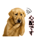 ゴールデンレトリバー★毎日使う気遣い♡（個別スタンプ：11）