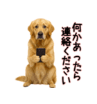 ゴールデンレトリバー★毎日使う気遣い♡（個別スタンプ：12）
