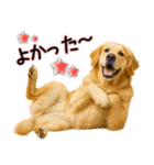 ゴールデンレトリバー★毎日使う気遣い♡（個別スタンプ：13）