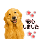 ゴールデンレトリバー★毎日使う気遣い♡（個別スタンプ：15）