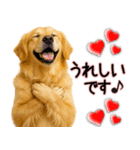 ゴールデンレトリバー★毎日使う気遣い♡（個別スタンプ：16）