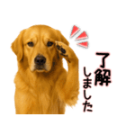 ゴールデンレトリバー★毎日使う気遣い♡（個別スタンプ：17）