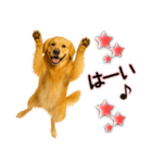 ゴールデンレトリバー★毎日使う気遣い♡（個別スタンプ：18）