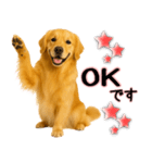 ゴールデンレトリバー★毎日使う気遣い♡（個別スタンプ：19）