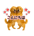 ゴールデンレトリバー★毎日使う気遣い♡（個別スタンプ：20）