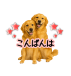 ゴールデンレトリバー★毎日使う気遣い♡（個別スタンプ：21）