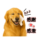 ゴールデンレトリバー★毎日使う気遣い♡（個別スタンプ：22）