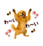 ゴールデンレトリバー★毎日使う気遣い♡（個別スタンプ：23）