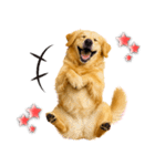 ゴールデンレトリバー★毎日使う気遣い♡（個別スタンプ：24）