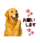 ゴールデンレトリバー★毎日使う気遣い♡（個別スタンプ：25）