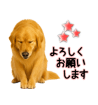 ゴールデンレトリバー★毎日使う気遣い♡（個別スタンプ：26）