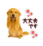 ゴールデンレトリバー★毎日使う気遣い♡（個別スタンプ：27）