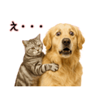 ゴールデンレトリバー★毎日使う気遣い♡（個別スタンプ：28）