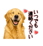 ゴールデンレトリバー★毎日使う気遣い♡（個別スタンプ：29）