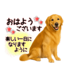 ゴールデンレトリバー★毎日使う気遣い♡（個別スタンプ：31）
