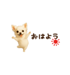 動く！小さいチワワ（個別スタンプ：1）
