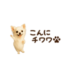 動く！小さいチワワ（個別スタンプ：2）