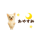 動く！小さいチワワ（個別スタンプ：3）