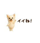 動く！小さいチワワ（個別スタンプ：4）