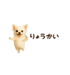 動く！小さいチワワ（個別スタンプ：5）