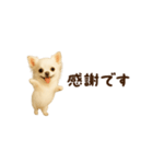 動く！小さいチワワ（個別スタンプ：9）