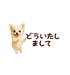 動く！小さいチワワ（個別スタンプ：10）