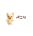 動く！小さいチワワ（個別スタンプ：11）
