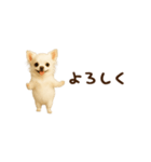 動く！小さいチワワ（個別スタンプ：12）