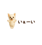 動く！小さいチワワ（個別スタンプ：13）