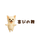 動く！小さいチワワ（個別スタンプ：14）