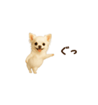 動く！小さいチワワ（個別スタンプ：18）