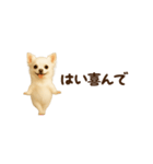 動く！小さいチワワ（個別スタンプ：19）